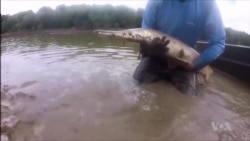 Big Fish, Big Hope for the Ecosystem