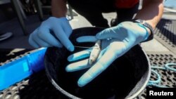 Emily Funk, an associate specialist at the University of California Davis, collects a mucus sample from a Chinook salmon to determine its exact species near Antioch, California, U.S., May 25, 2021. (REUTERS/Nathan Frandin)