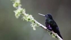 A Blue-throated Starfrontlet hummingbird