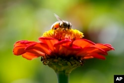 In this Tuesday, Sept. 1, 2015 photo, a bee works atop Gift Zinnia at Hudson Valley Seed Library in Accord, N.Y. (AP Photo/Mike Groll)