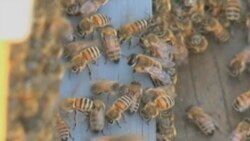 Plant Fungicide Might Hurt Honeybees