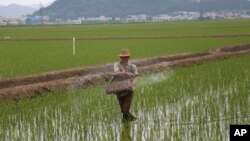지난달 13일 북한 사리원에서 농부가 논에 비료를 뿌리고 있다.