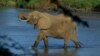 Kenyan Conservationists to Track Elephant ‘Corridors’ Between Parks