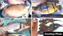 ត្រី​សំខាន់ៗ​ដូចជា​ ត្រី​គល់រាំង​ និង​ត្រី​ត្រសក់​ក្រហមនៅកម្ពុជា​ ដែល​ជា​អម្បូរ​ត្រី​ជិត​ផុត​ពូជ​ ត្រូវ​បាន​គេ​បន្ត​ដាក់​លក់​នៅ​ទីផ្សារ​ និង​នាំ​ចេញ​ទៅ​ក្រៅ​ប្រទេស។ (រូបថតដោយ WWF-Cambodia)