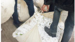 O'zbekiston: Hamma paxtaga, tering yoki to'lang - Malik Mansur