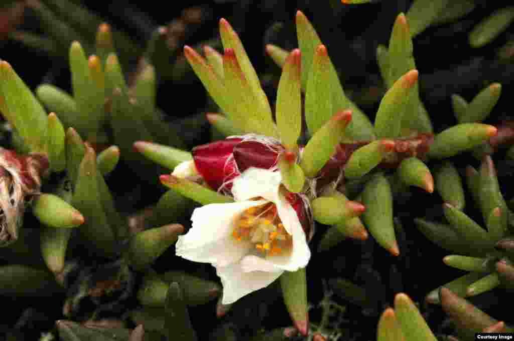 Portulaca sclerocarpa grows on cinders and lava substrates. Threats to this rare species include introduced ungulates and plants, fires, and volcanic activity. (Photo by Josh VanDeMark)