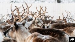 In this Tuesday, Nov. 26, 2019, Reindeer are shown in a temporary corral in Rakten, outside of Jokkmokk, in Sweden’s arctic region, before being transported to winter pastures. (AP Photo/Malin Moberg)