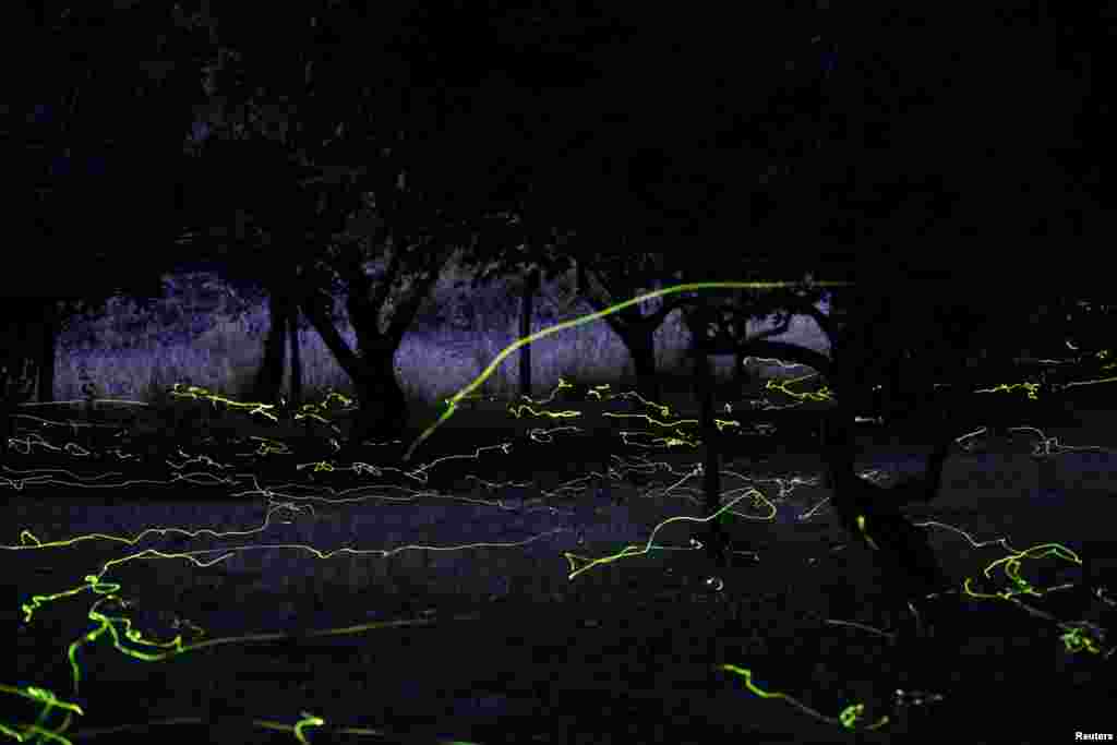 Fireflies light up in Colga, Chile.