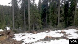 Krčenje šume na Kopaoniku (Foto: Društvo za posmatranje ptica Srbije)