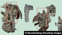 Sebagian dari kerangka Paleosen penguin purba raksasa, Kumimanu biceae. 