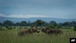 Two young elephants play in Mikumi National Park, Tanzania, March 20, 2018. The battle to save Africa's elephants appears to be gaining momentum in Mikumi, where killings are declining and some populations are starting to grow again.