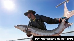 In this Oct. 8, 2010 photo, Matt Balazik gets ready to throw a 70-lb Atlantic sturgeon into the James River near Charles City, Virginia. (AP Photo/Steve Helber)