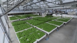 Modules of Genovese basil and other plants are seen in the Iron Ox greenhouse in Gilroy, California, U.S. on September 15, 2021. Picture taken September 15, 2021. REUTERS/Nathan Frandino