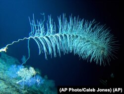 Deep sea coral sits at the top of the Cook seamount, seen from the Pisces V submersible during a diveoff the coast of Hawaii on Sept. 6, 2016. Seamounts are believed to cover about 29 million square kilometers of the planet. (AP Photo/Caleb Jones)