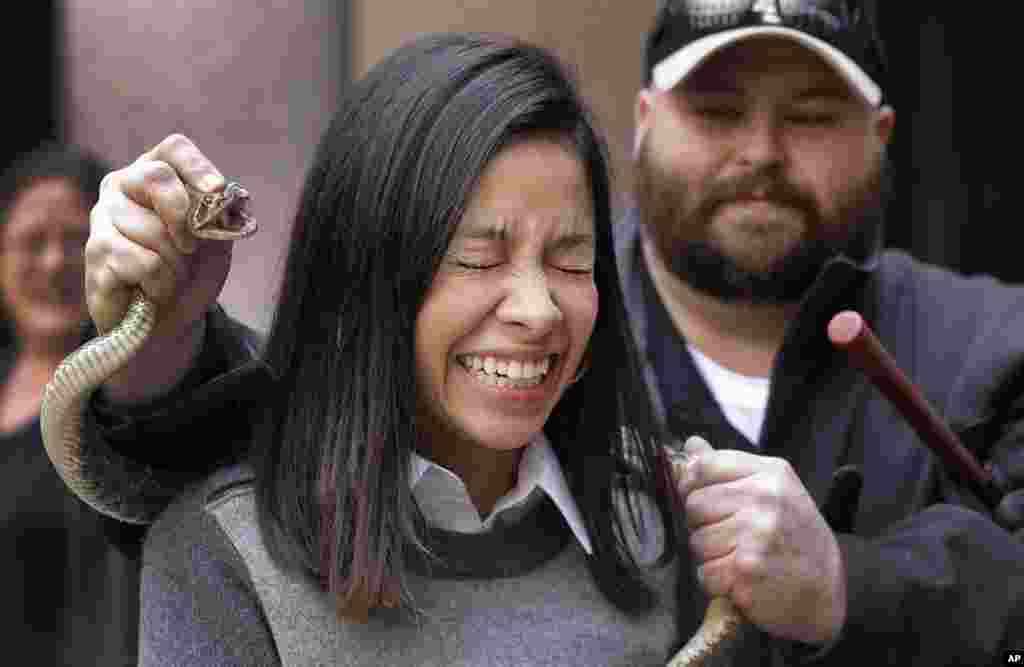 یک زنبور در حال عبور از روی گل افتاب پرست در شهر فرانکفورت آلمان.