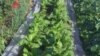 Vegetable gardens in Keur Madaro overflow with green leafy vegetables