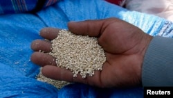FILE - A man holds quinoa grains at a marketplace for small- and medium-sized quinoa growers in Challapata, Oruro Department, south of La Paz, Bolivia, April 19, 2014.