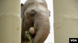 កម្រងរូបភាព៖ ដំរី​ឈ្មោះ​កាវ៉ាន​ (Kaavan) បាន​ចាប់ផ្តើម​ជីវិត​ថ្មីនៅ​កម្ពុជា