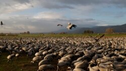 ພາສາອັງກິດ ຄໍາສັບໃນຂ່າວ Sanctuary ແປວ່າ ສະຖານທີ່ສັກສິດ, ບ່ອນລີ້ໄພ ຫຼື ເຂດຫວງຫ້າມ