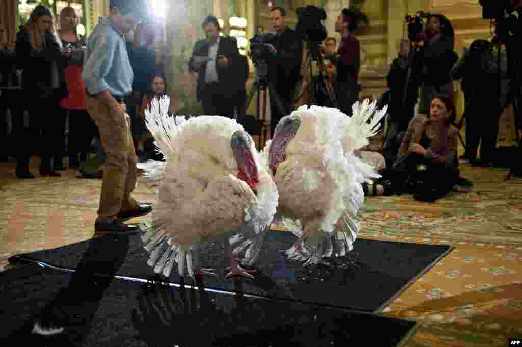 Dua ekor kalkun, Caramel dan Popcorn, dipamerkan kepada media di Washington, DC. Presiden Obama akan mengampuni kedua kalkun ini sehingga tidak akan disembelih pada hari libur Thanksgiving atau hari Bersyukur yang jatuh pada hari Kamis (28/11). 