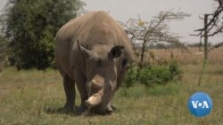 Kenyan Vets Turn to IVF to Save White Rhino From Extinction