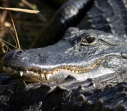 An American alligator