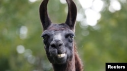 A llama called Winter, whose antibodies were used in the hunt for a treatment for the coronavirus disease (COVID-19), stands in a meadow in Genk, Belgium August 23, 2021. (REUTERS/ Johanna Geron)