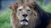 US Adds African Lions to Endangered List