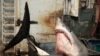 Extinction Bites: Countries Agree to Protect Sharks, Rays