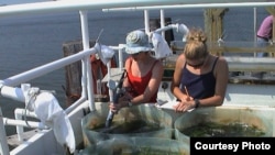 Students measure ecosystem production in an estuary. (Emmett Duffy)