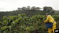 Perkebunan kopi di Finca La Bella, Costa Rica, merupakan tempat penelitian pertanian Universitas Georgia, salah satu universitas ternama di Amerika.