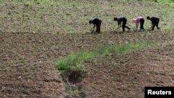 지난 달 20일 북한 평안북도 삭주군 압록강변에서 북한 주민들이 밭일을 하고 있다. 압록강 건너 중국 측에서 촬영한 사진이다. (자료사진)