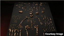 homo naledi