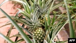 파인애플 나무. (자료사진)