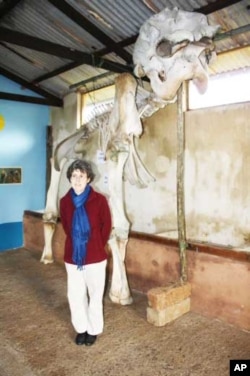 Amakhala Game Reserve’s resident Zoologist Dr. Jennifer Gush stands alongside the skeleton of a big elephant bull named George who died on the park a few years ago