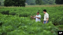 Scientists check at cassava plantations for signs of pests and diseases at a field in northeastern Thailand.