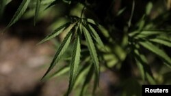 Daun ganja di sebuah perkebunan, 26 Agustus 2019. (Foto: Reuters)