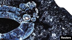 A histological thin section of the gorgonopsid lower jaw of a saber-tooth mammal-like beast that prowled Tanzania 255 million years ago, taken near the top of the canine root showing the cluster of small circles, indicative of compound odontoma. (Courtesy Chistian Sidor/Megan Whitney) 