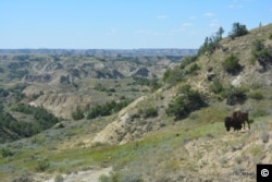 A bison grazes in the North Dakota badlands of Theodore Roosevelt National Park.