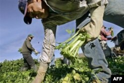 Amerikadagi muhojirlar hayotidan: Orzu-umidlar, hayot uchun kurash