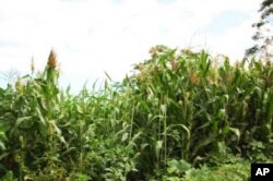 Some of the crops grown naturally on Enaleni Farm, without the aid of any chemical fertilizers or pesticides
