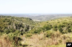 Conservationists report that the cheetah has adapted very well to the valley bushveld vegetation usually found on Eastern Cape game reserves