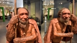 A reconstruction of a Homo neanderthalensis, commonly known as Neanderthals. Neanderthals lived within Eurasia from around 400,000 until 40,000 years ago. Shown at the Neanderthal Museum in Mettmann, Germany, located at the site of the first Neanderthal man discovery, Wednesday, July 3, 2019.