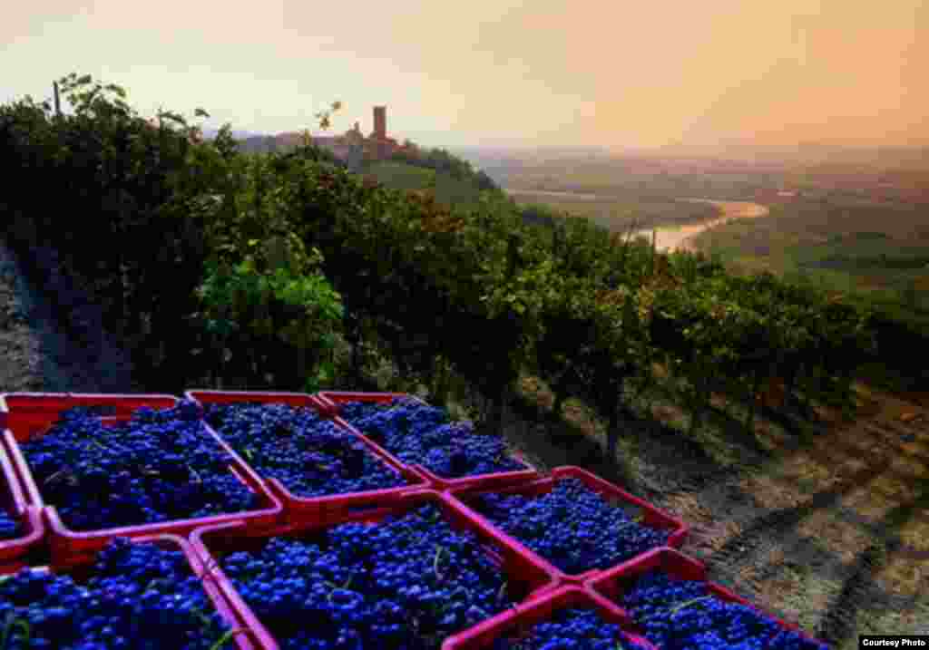 The vineyard landscape of Piedmont at Langhe-Roero and Monferrato covers five distinct wine-growing areas. (UNESCO)
