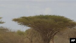 Somalis fleeing hunger in their drought-stricken nation walk along the main road leading from the Somalian border to the refugee camps around Dadaab, Kenya, July 13, 2011. More than 11 million people in the Horn of Africa are confronting the worst drought