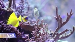 ოკეანეებში ბიომრავალფეროვნება სწრაფად მცირდება