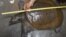 Fisherman Nguyen Ba Toan uses a ruler to measure a turtle, the Amyda Cartilagineus, in his house in Hanoi, October 2011.
