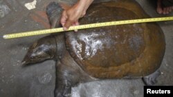 Fisherman Nguyen Ba Toan uses a ruler to measure a turtle, the Amyda Cartilagineus, in his house in Hanoi, October 14, 2011. 