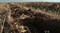 Life in Soil Impacts Life Above Ground