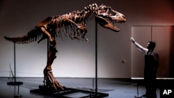 A Sotheby's New York employee demonstrates the size of a Gorgosaurus dinosaur skeleton, the first to be offered at auction, Tuesday, July 5, 2022, in New York. (AP Photo/Julia Nikhinson)
